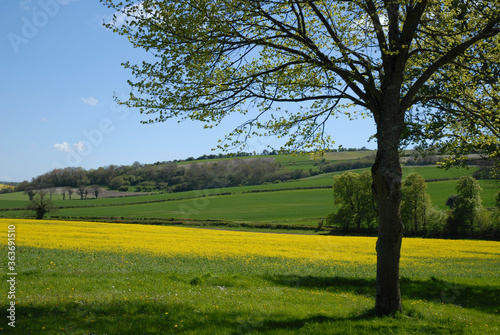 Rural landscape with yellow field of oilseed rape in flower, Dorset, England