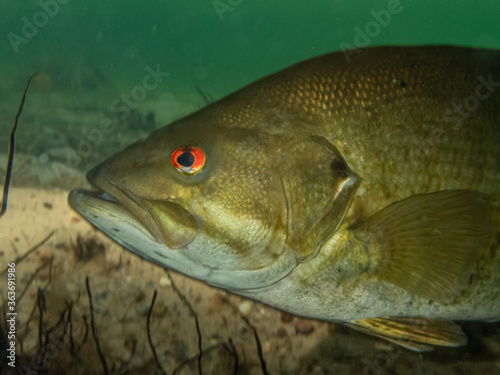 Fototapeta Naklejka Na Ścianę i Meble -  Smallmouth bass underwater