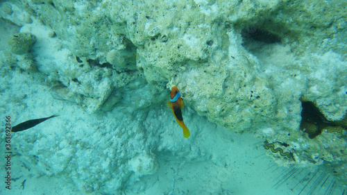 Isolated clown fish on coral reef in underwater natural environment. Crystal blue water