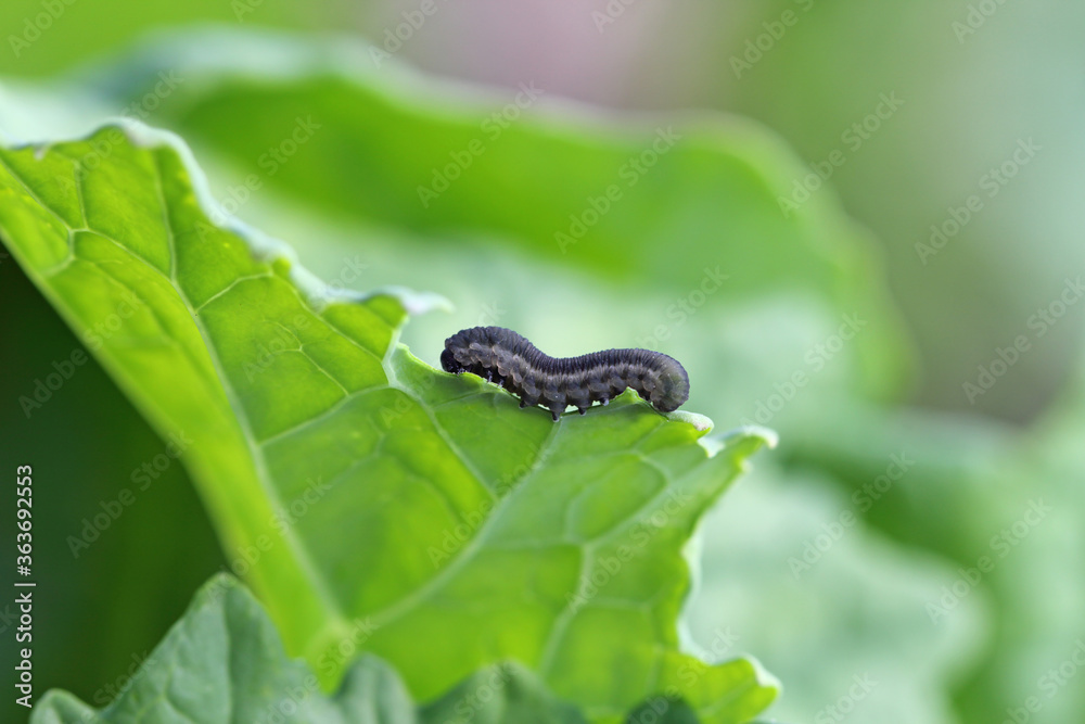 Obraz premium The larva of turnip sawfly (Athalia colibri or rosae) is a sawfly that larvae feed on plants of the cabbage family like oilseed rape (canola) plants or mustard.