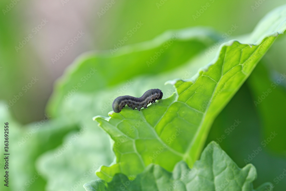 The larva of turnip sawfly (Athalia colibri or rosae) is a sawfly that larvae feed on plants of the cabbage family like oilseed rape (canola) plants or mustard. The larva of turnip sawfly (Athalia colibri or rosae) is a sawfly that larvae feed on plants of the cabbage family like oilseed rape (canola) plants or mustard.