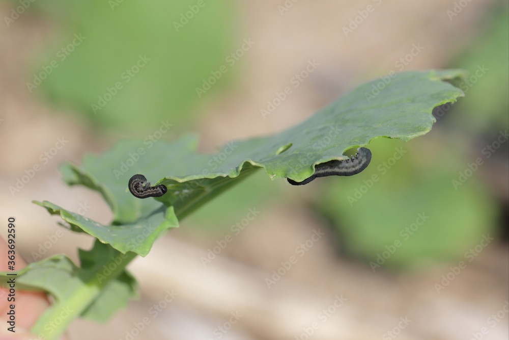 The larva of turnip sawfly (Athalia colibri or rosae) is a sawfly that larvae feed on plants of the cabbage family like oilseed rape (canola) plants or mustard.