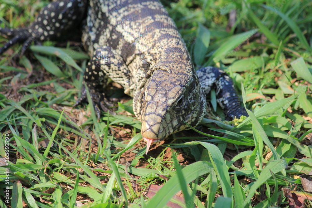 Lagarto Lagarto