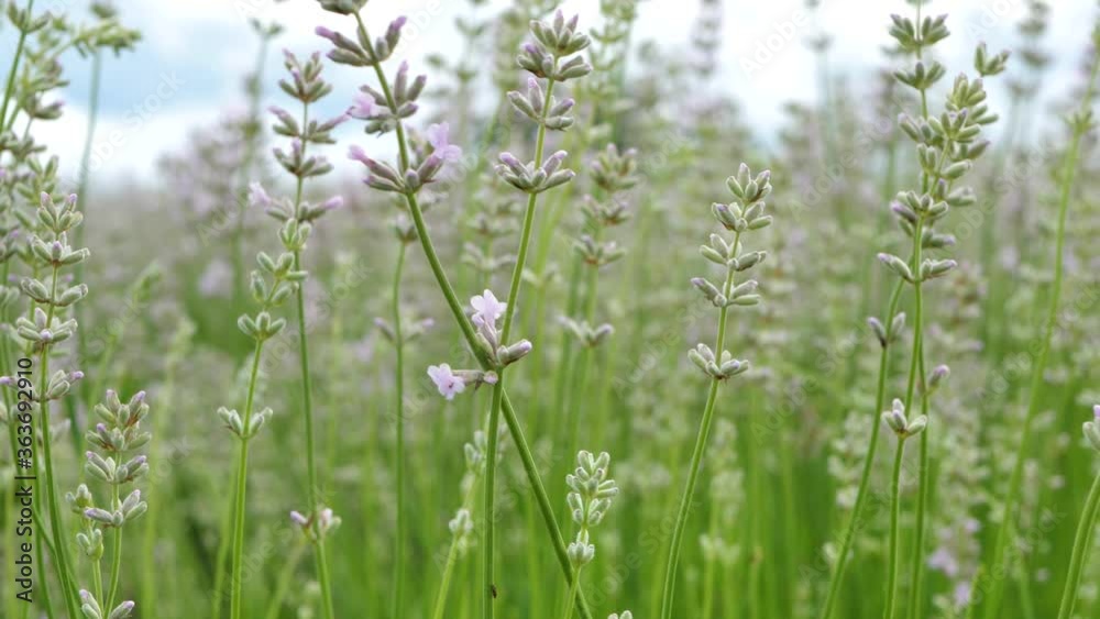 Lavender flowers in a large meadow Lavender flowers in a large meadow