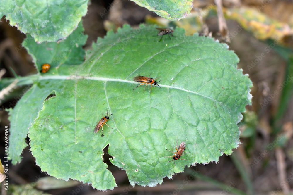 Turnip sawfly (Athalia colibri or rosae) on a rapeseed plant. Pests of rapeseed, mustard, cabbage and other plants. Turnip sawfly (Athalia colibri or rosae) on a rapeseed plant. Pests of rapeseed, mustard, cabbage and other plants.