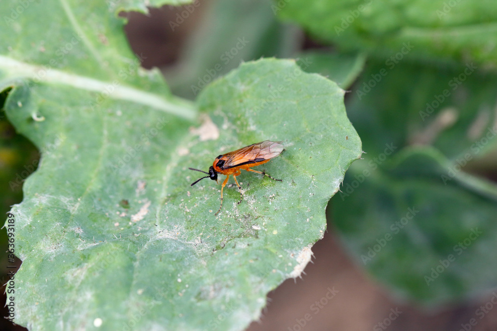 Turnip sawfly (Athalia colibri or rosae) on a rapeseed plant. Pests of rapeseed, mustard, cabbage and other plants. Turnip sawfly (Athalia colibri or rosae) on a rapeseed plant. Pests of rapeseed, mustard, cabbage and other plants.