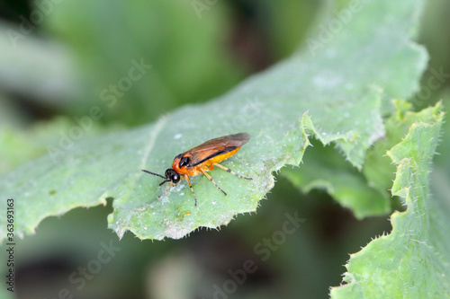 Turnip sawfly (Athalia colibri or rosae) on a rapeseed plant. Pests of rapeseed, mustard, cabbage and other plants.