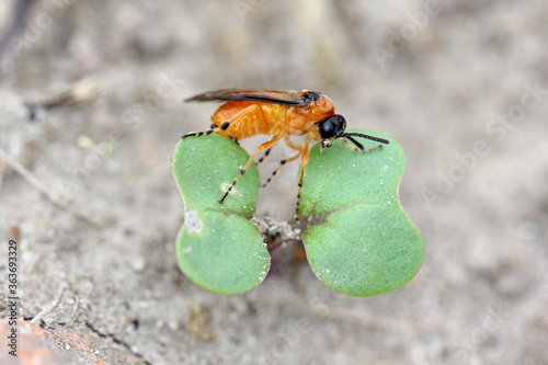 Turnip sawfly (Athalia colibri or rosae) on a young rapeseed plant. Pests of rapeseed, mustard, cabbage and other plants. photo