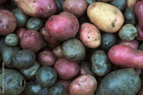 Multi-colored potato tubers of different sizes close-up, potato harvest, selective focus.