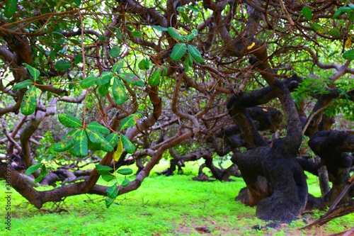 cashew tree