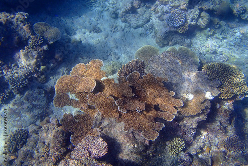 Brown Coral platform in the ocean in Fiji