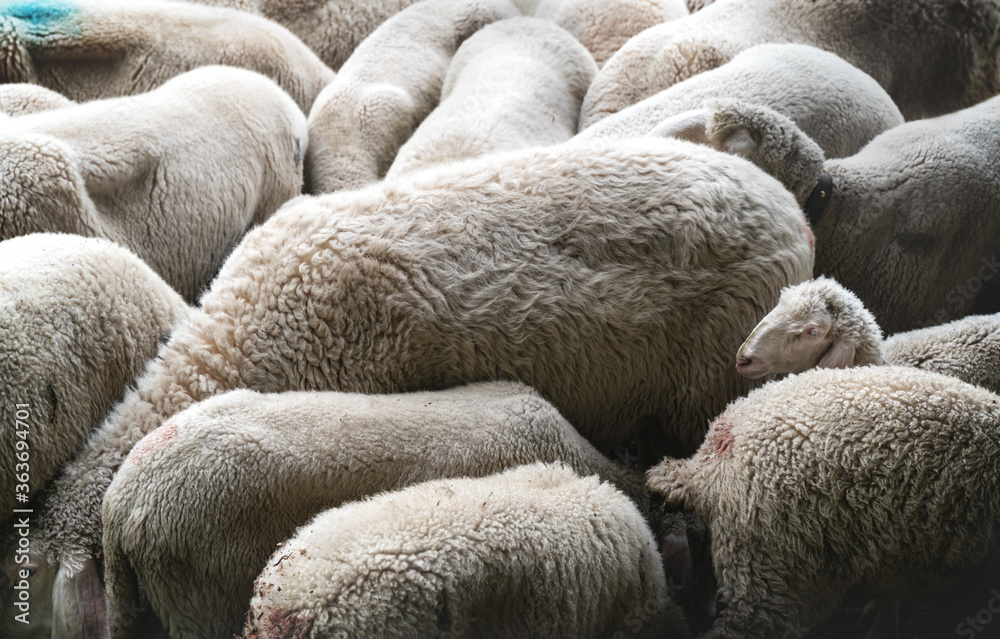 Flock of sheep putting the heads together and one lamb looking out, Austria Flock of sheep putting the heads together and one lamb looking out, Austria