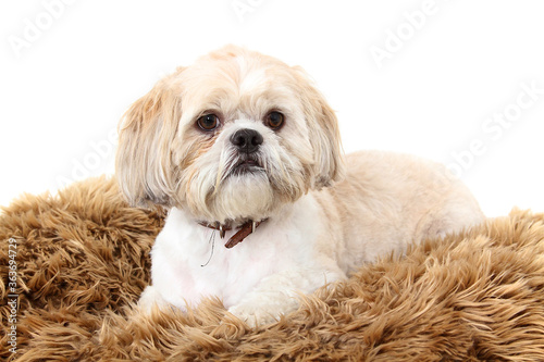 Foto close up picture of  a dog