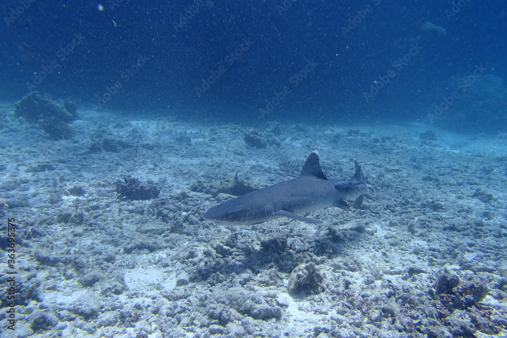 Baby shake at the bottom of the seabed in Fiji Stock Photo Adobe Stock