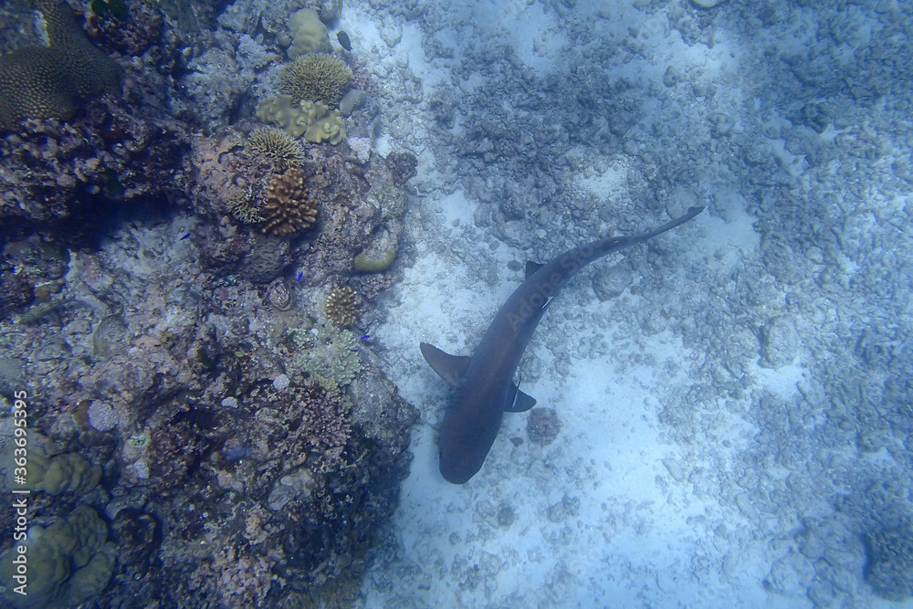 Baby shark swimming on the seabed in the ocean in Fiji Stock Photo