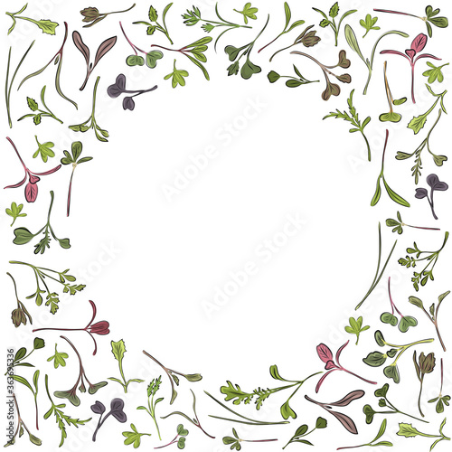Vector frame of microgreens. Herbs - carrots, chicory, purslane, radishes, beets, shungiku, cabbage, kale, alfalfa, scallion, pac choi, broccoli, mustard, gress salad on white background.
