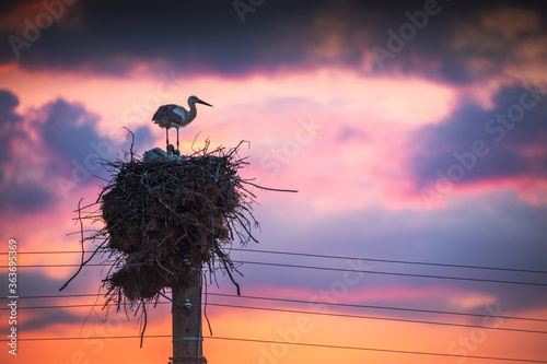 Stork in a nest and flying birds in a sunset sky
