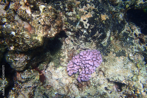 Purple Coral on a rock on the seabed in Fiji