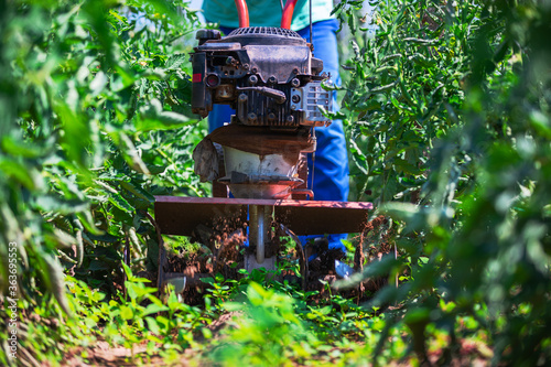 Obraz na plátně Farmer working with agriculture weeding machine around vegetable plants