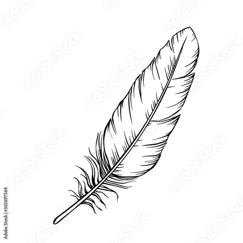 Hand drawn feathers