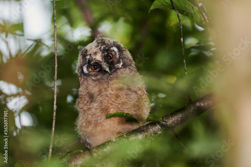 An owl bird sits on a tree branch