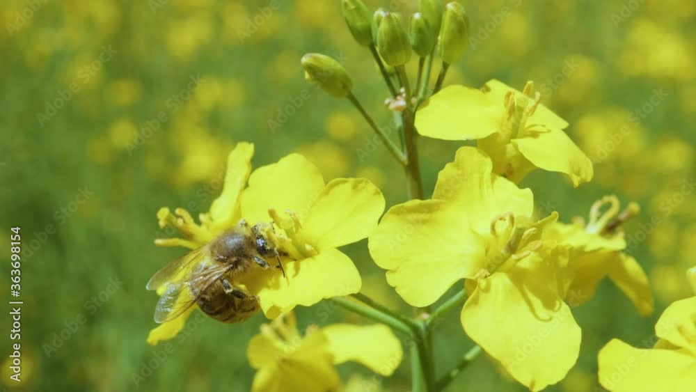 Slow Motion of Honey Bee Busy in Rapeseed Flower in Springtime. Close Up Bee Collect Nectar on Yellow Rapeseed Flower in Spring Field. Bumblebee on Leaf. Extreme Closeup Macro Shot. Blooming Canola. Slow Motion of Honey Bee Busy in Rapeseed Flower in Springtime. Close Up Bee Collect Nectar on Yellow Rapeseed Flower in Spring Field. Bumblebee on Leaf. Extreme Closeup Macro Shot. Blooming Canola.