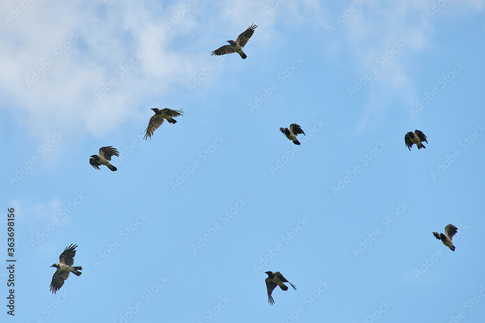 a flock of crows flies in the sky against the background of clouds