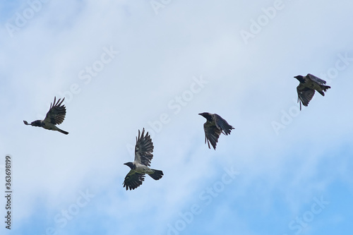 a flock of crows flies in the sky against the background of clouds