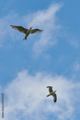 a gull bird flies in the sky