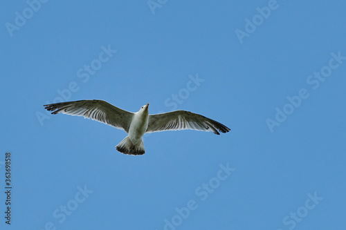 a gull bird flies in the sky