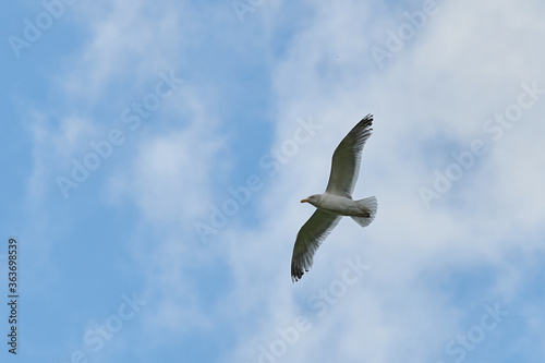 a gull bird flies in the sky