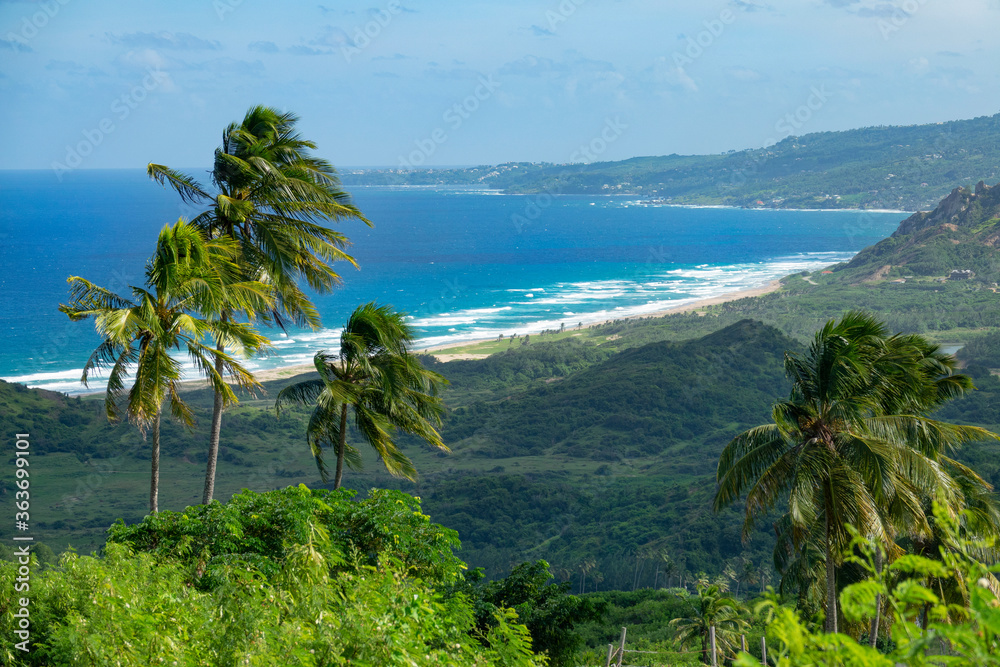 CLOSE UP: Winds blow over the untouched green shore of Barbados on a sunny day.