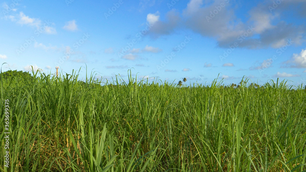 CLOSE UP: Stalks of sugarcane grow high in air in calm countryside of Barbados CLOSE UP: Stalks of sugarcane grow high in air in calm countryside of Barbados