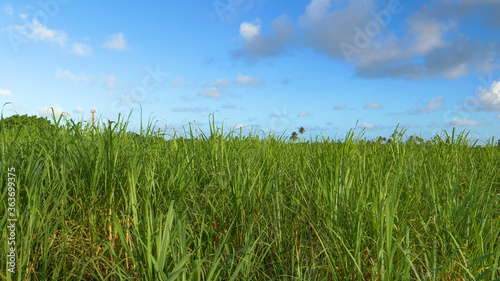 CLOSE UP: Stalks of sugarcane grow high in air in calm countryside of Barbados