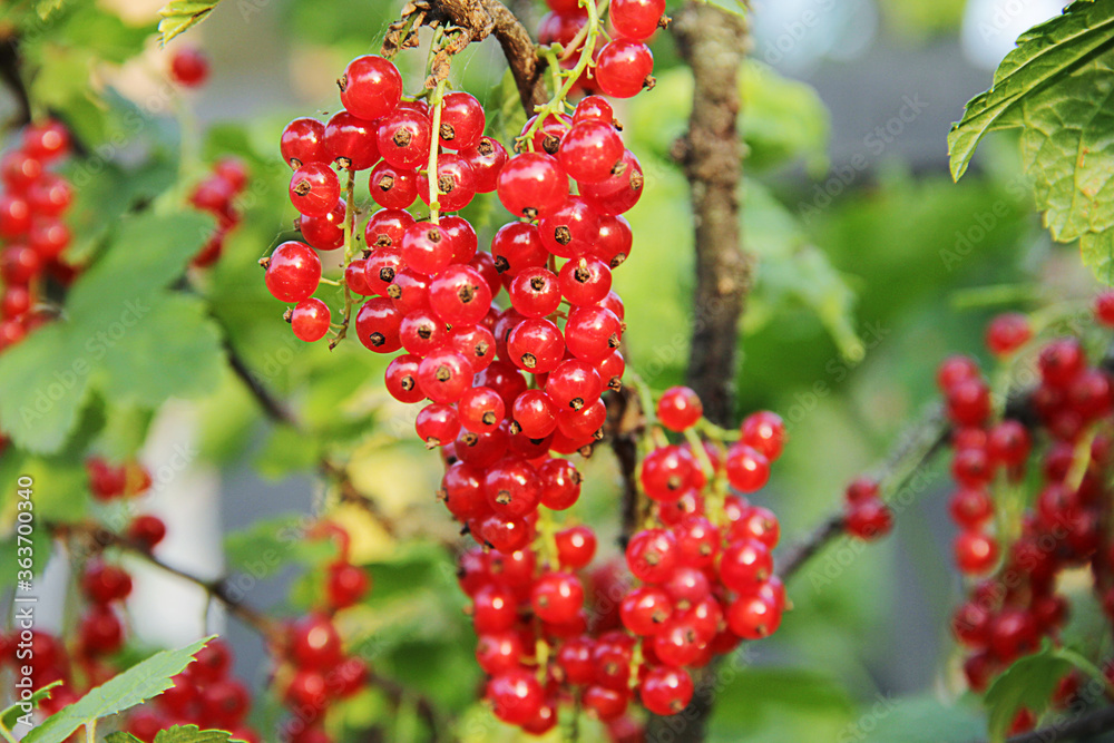 summer and useful berries in the garden, red currant on green bushes