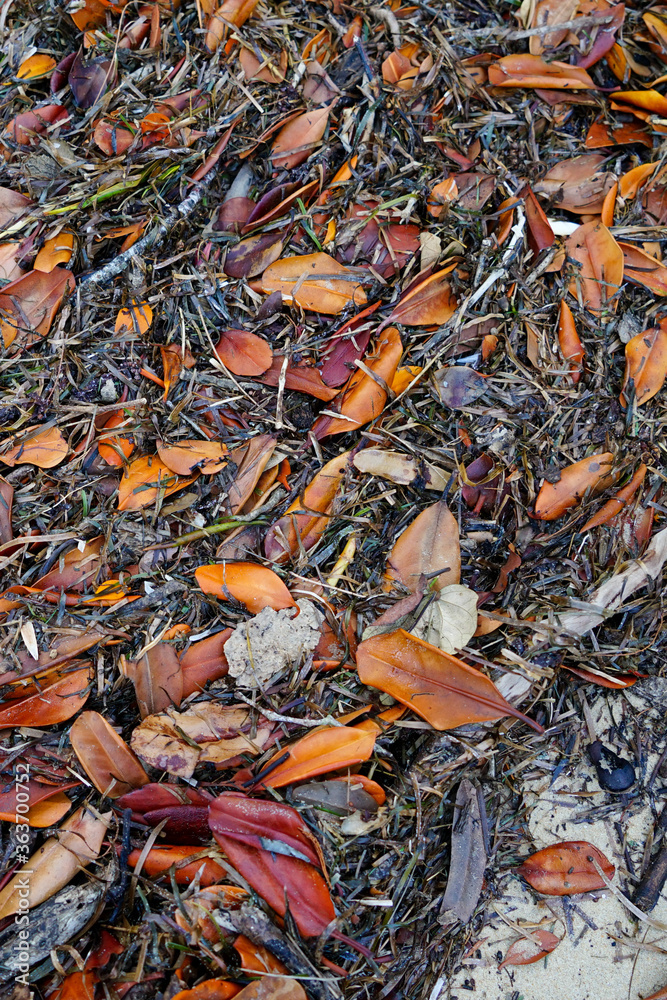 Background: mix of orange leaves and sea grass washed up on a sandy beach. Coochiemudlo Island, Queensland, Australia.