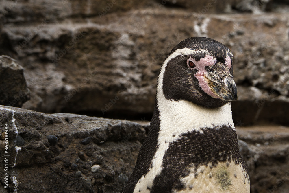 Fototapeta premium 2020-07-08 A UP CLOSE SHOT OF A ISOLATED HUMBOLT PENGUIN