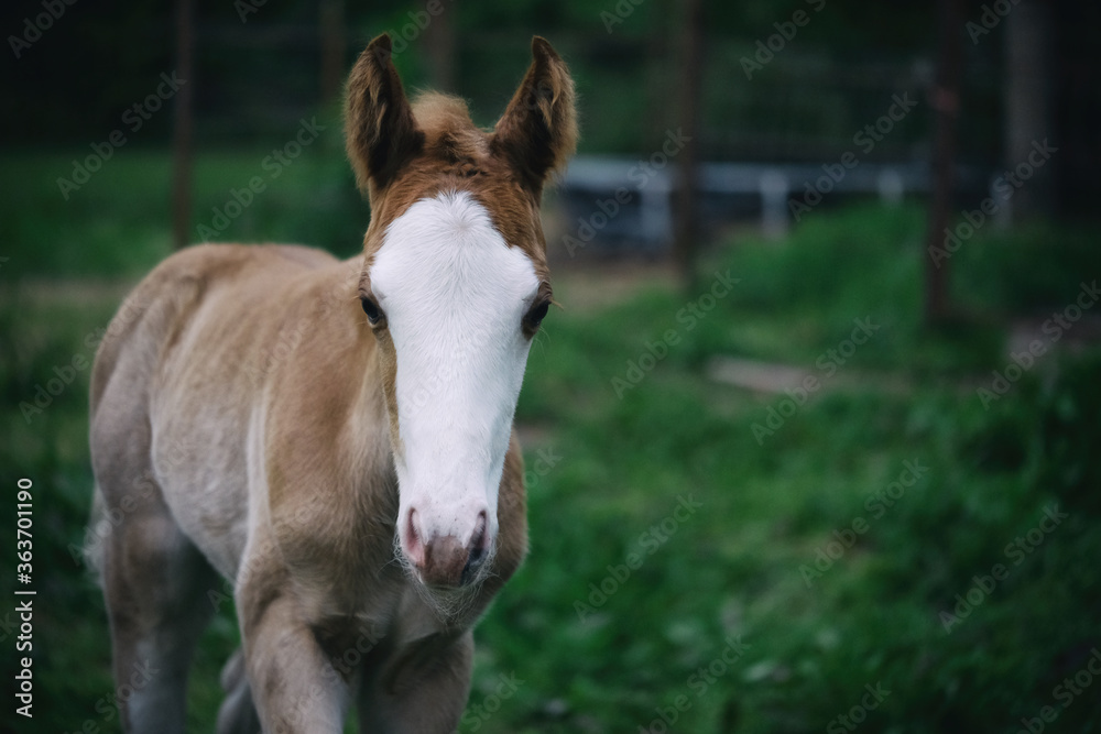 Fototapeta premium Moody baby horse portrait shows foal close up on overcast day during spring.