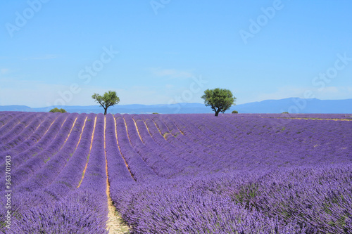 The amazing lavender field at Valensole in the gorgeous provence region in France 