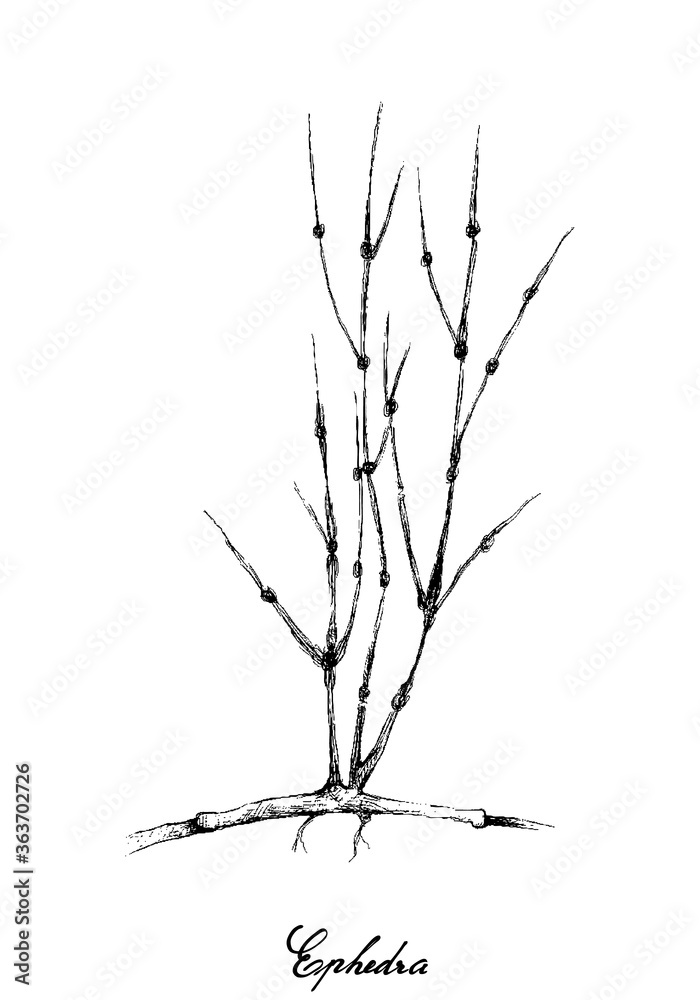 Fototapeta premium Herbal and Plant, Illustration Hand Drawn Sketch of Ephedra Sinica Plants. Traditional Medicine Used for Asthma and Respiratory Conditions 