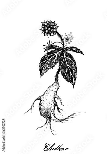 Herbal and Plant, Hand Drawn Illustration of Eleutherococcus Senticosus, Eleuthero or Siberian Ginseng Plants, Used for A Dietary Supplement and Cosmetic.
