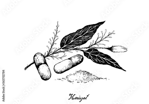 Vegetable and Herb, Hand Drawn Illustration of Kariyat or Andrographis Paniculata Plants with Pill. Ayurveda Herbal Medicine Used to Treat Infections and Some Diseases.
