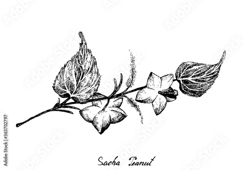 Nut and Bean, Illustration of Hand Drawn Sketch Fresh Plukenetia Volubilis, Sacha Peanut or Inca Nuts. Good Source of Omega Fatty Acids .

