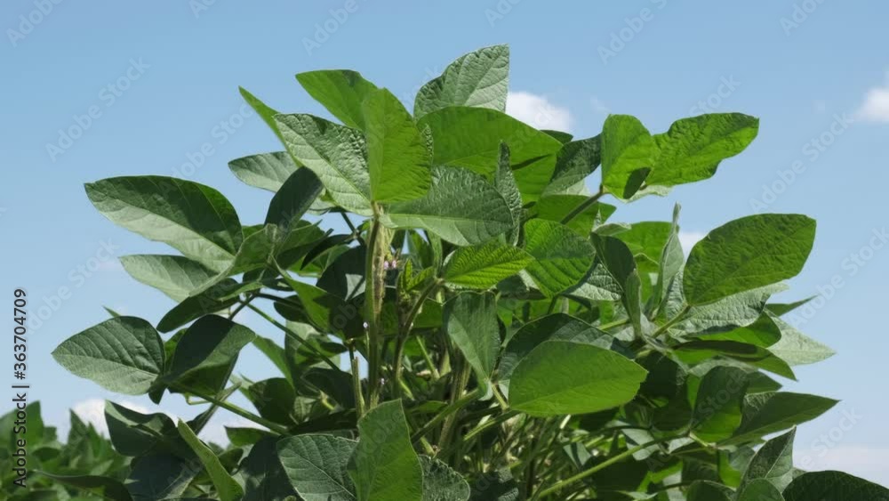 Zoom out video of green cultivated soy bean field in late spring or early summer Zoom out video of green cultivated soy bean field in late spring or early summer