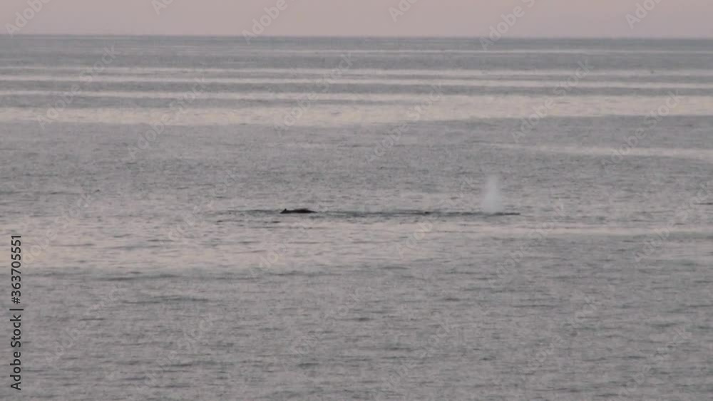 Whales in Antarctica - Antarctic Peninsula - Palmer Archipelago - Global Warming Whales in Antarctica - Antarctic Peninsula - Palmer Archipelago - Global Warming