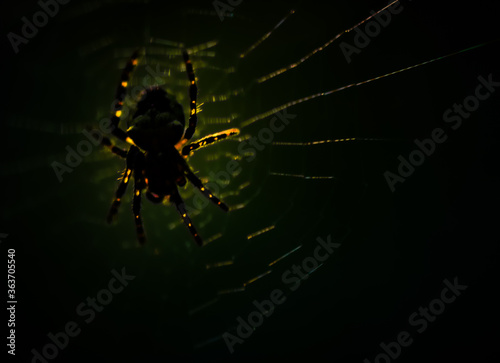 Spider on spiderweb close up
