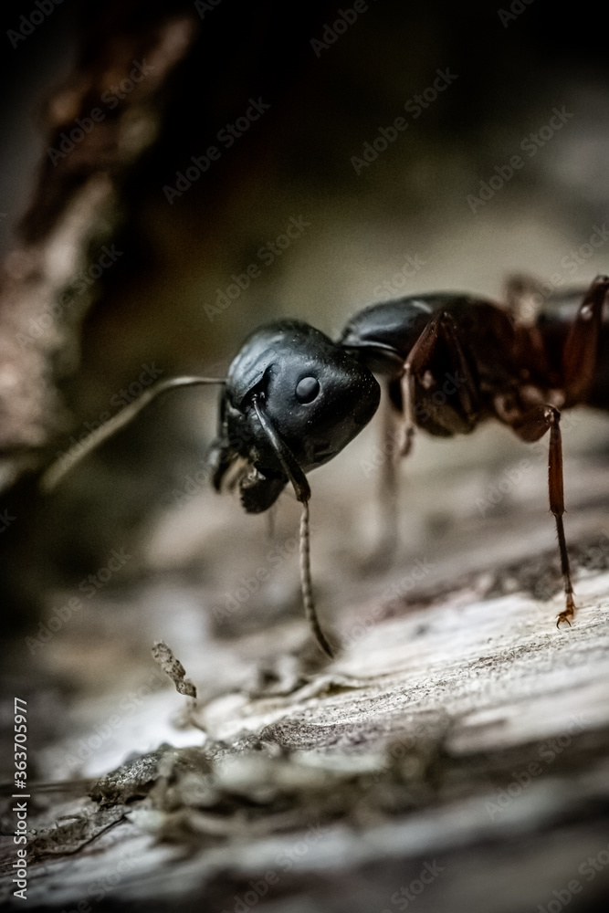 Fototapeta premium Black Ant Close Up