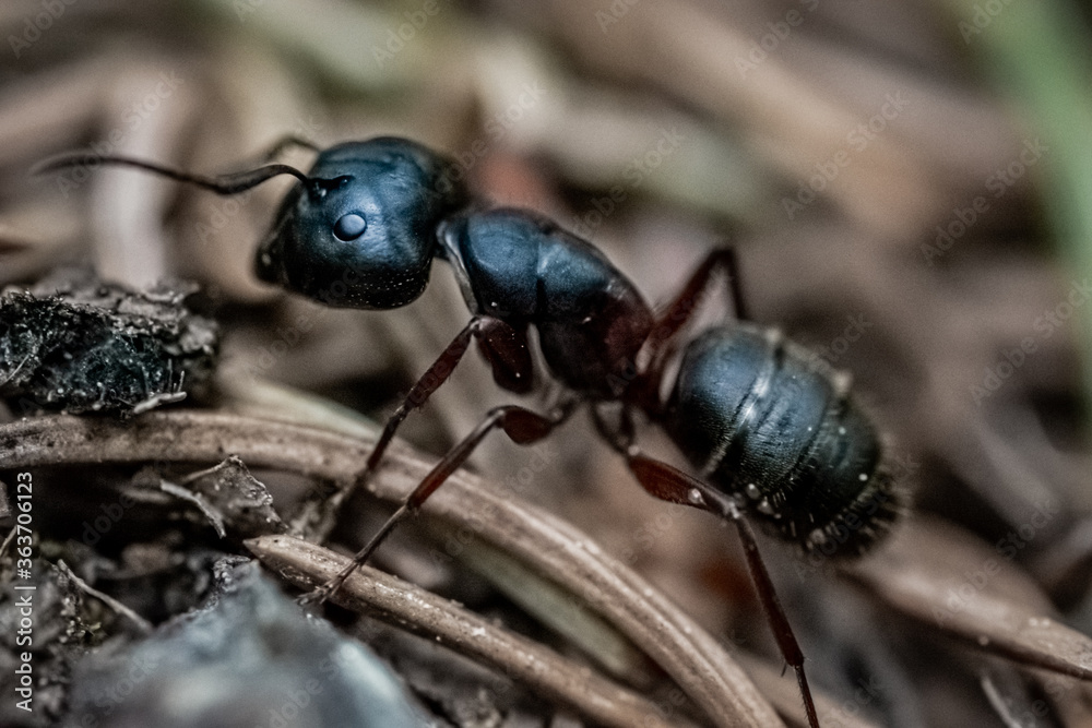 Fototapeta premium Black Ant Close Up