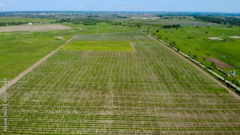 Aerial View Landscape Agricultural Apple Orchard Nature. Flying Over Green Plantations of Fruit Trees. Apple Orchard Aerial View. Flying High Above an Fruit Garden. Landscape Countryside Farm Field.