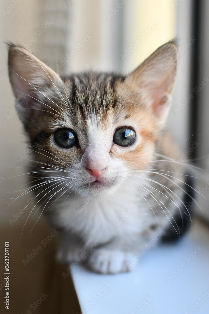 Gato bebe con ojos hermosos mirando con atención durante la tarde Gato bebe con ojos hermosos mirando con atención durante la tarde